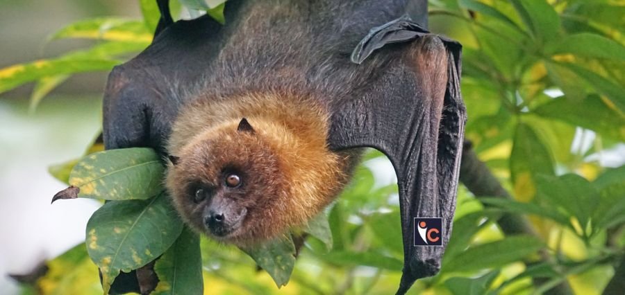 Brain-Inflaming Bat Viruses Found in China Spark Alarm