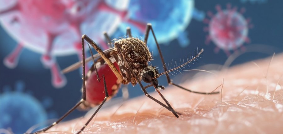 NYC Reports First 2025 Human Cases of West Nile Virus